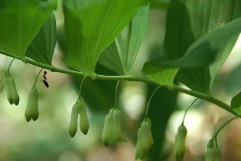 Unser Orchideenpark Bild Nr.048